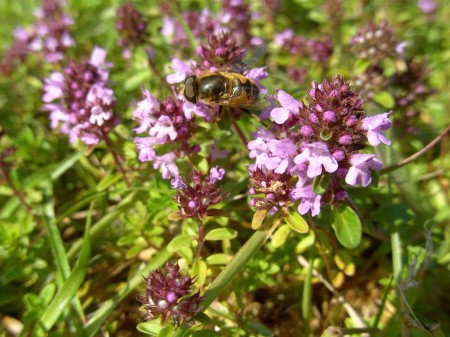 Abeille butinant le serpolet